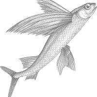 Logo de Flying Fish Conseil – Agence conseil Lyon
